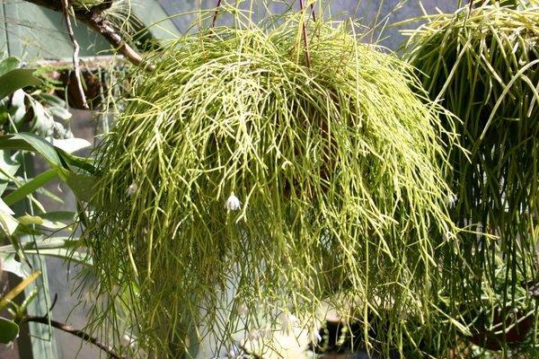 http://www.cloudjungle.com/cloudjungle/Cactaceae/Rhipsalis/Rhipsalis aff campos-portoana.jpg